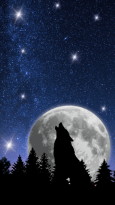 Cri du loup au clair de lune