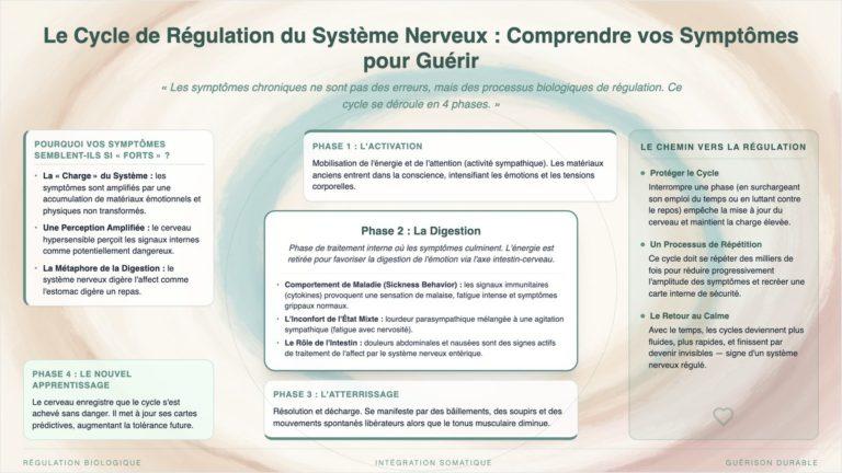 Infographie : le cycle de régulation du système nerveux en 4 phases